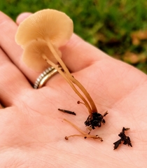 Agaricales