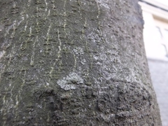 Phaeophyscia ciliata