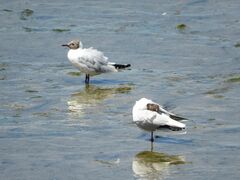 Chroicocephalus maculipennis