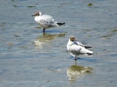 Chroicocephalus maculipennis