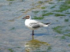 Chroicocephalus maculipennis