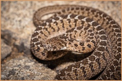 Dasypeltis scabra