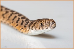 Dasypeltis scabra