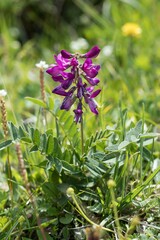 Hedysarum hedysaroides