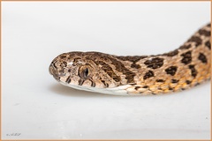 Dasypeltis scabra