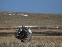 Centrocercus urophasianus