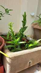 Habenaria bractescens