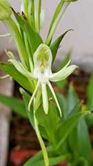 Habenaria bractescens
