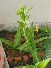Habenaria bractescens
