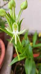 Habenaria bractescens