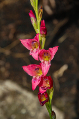 Gladiolus crassifolius