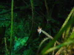 Coryphellina poenicia