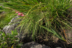 Gladiolus crassifolius