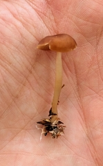 Agaricales