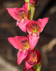 Gladiolus crassifolius