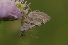Aplocera plagiata