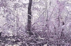 Crypturellus undulatus