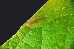 Entomobryoidea