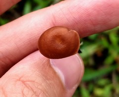 Agaricales