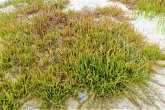 Salicornia tegetaria