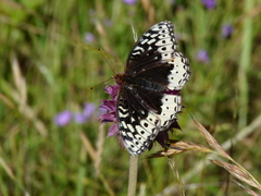 Speyeria cybele letona