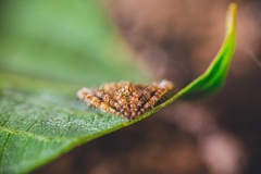 Eriovixia