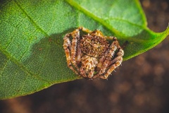 Eriovixia
