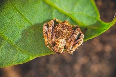 Eriovixia