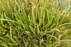 Salicornia tegetaria