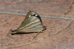 Corades lactefusa