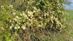 Tripodanthus flagellaris