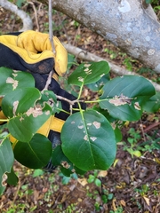 Pisonia subcordata