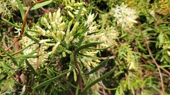 Tripodanthus flagellaris