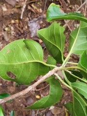 Pisonia subcordata