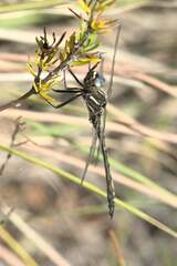 Syncordulia gracilis