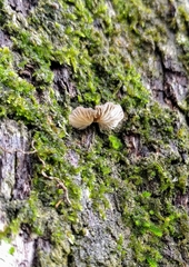 Fungi