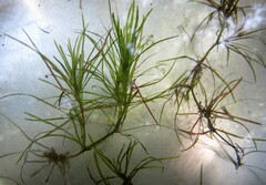 Najas graminea