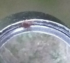 Ixodidae