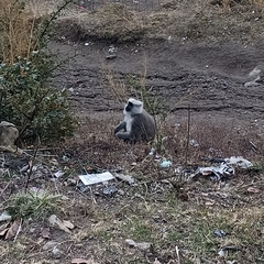 Semnopithecus schistaceus
