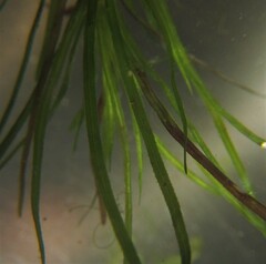 Najas graminea