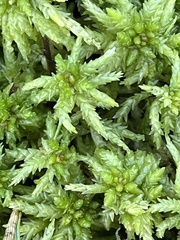 Sphagnum
