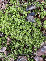 Sphagnum