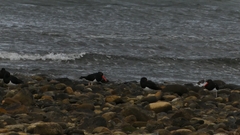 Haematopus leucopodus