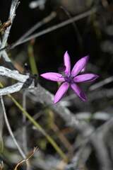 Thereianthus spicatus