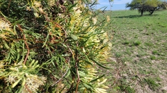 Tripodanthus flagellaris