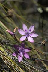 Thereianthus spicatus