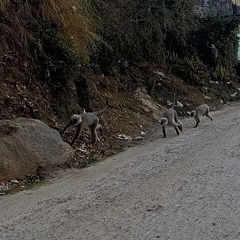 Semnopithecus schistaceus