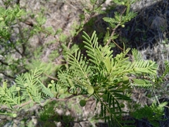 Vachellia aroma
