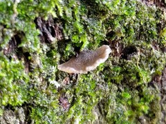 Fungi