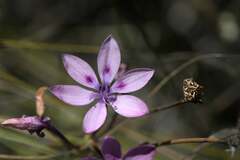 Thereianthus spicatus